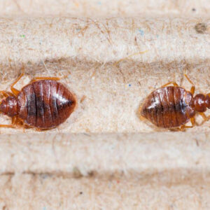 Top 3 bed bug sprays you can consider